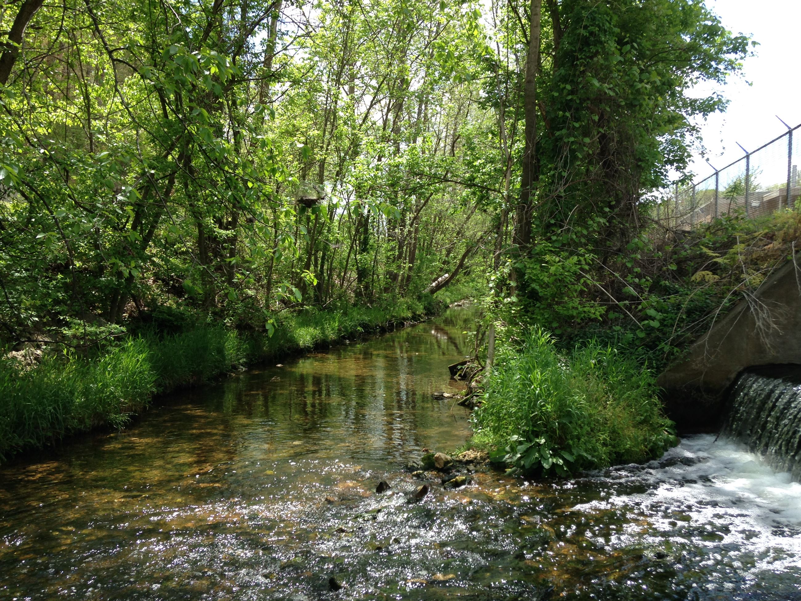 Town Branch Creek at Outfall