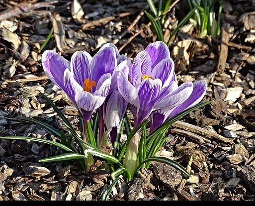 The city of Bentonville produces and sells composting materials.