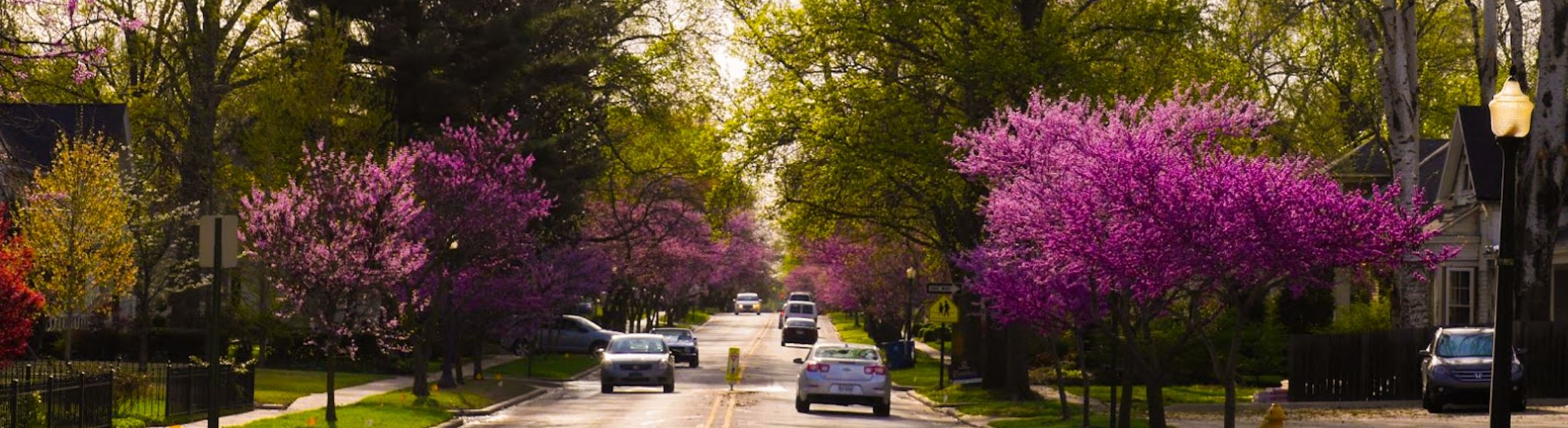 Spring trees and road