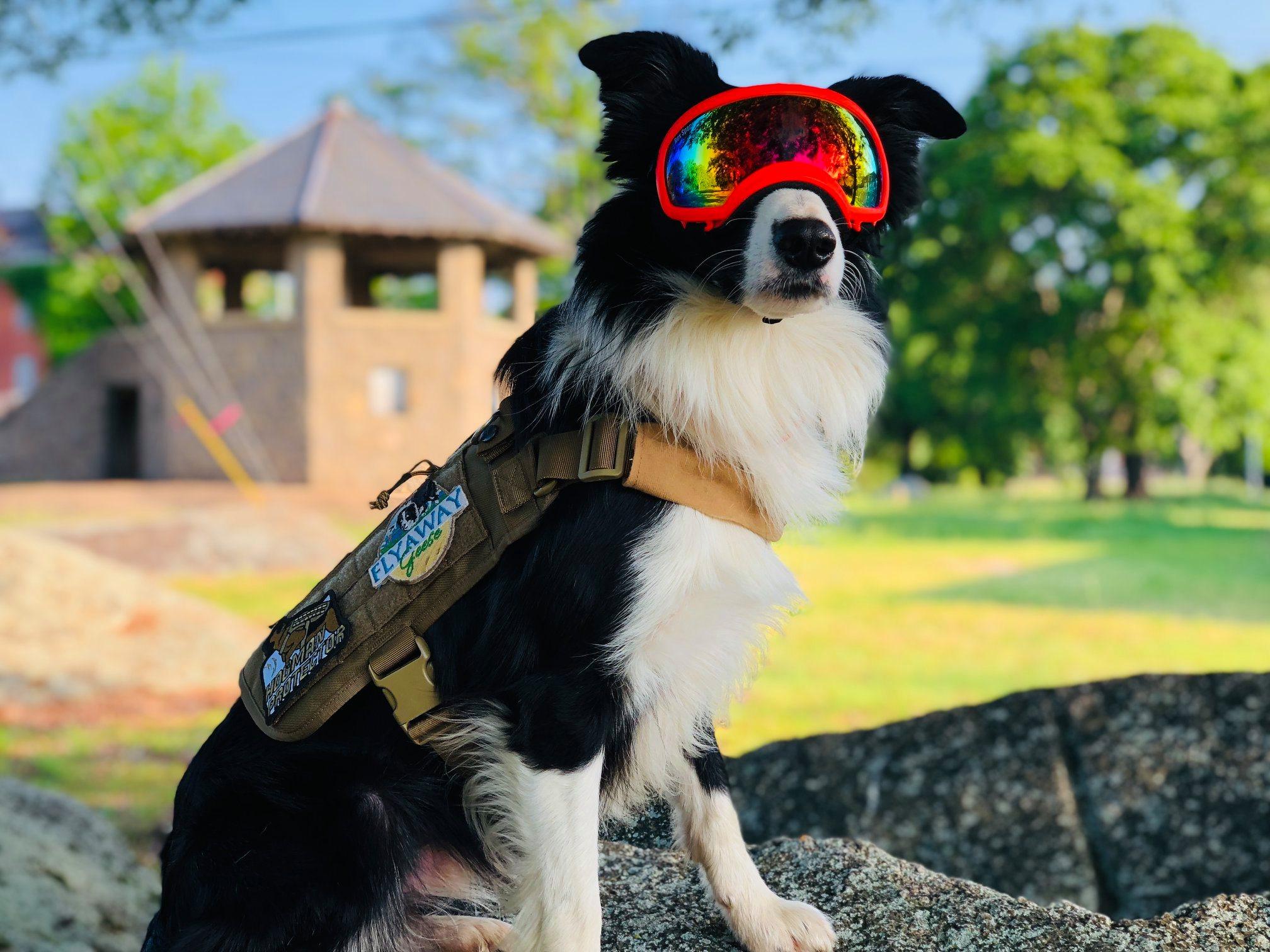 goose_dog Maverick